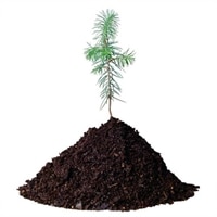 Dell Plant a Tree for Me - Offset a Workstation