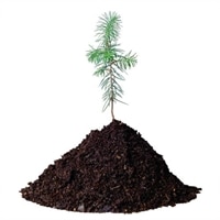 Dell Plant a Tree for Me - Offset a Server