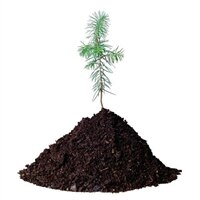Dell Plant a Tree for Me - Offset a Desktop